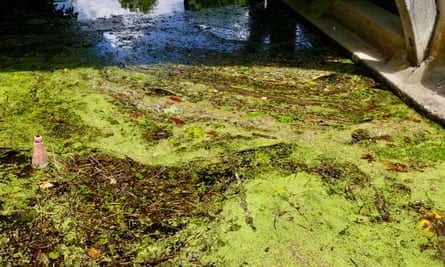 Algal bloom on the surface of the Thames in Goring on Thames, Oxfordshire, in June 2023.