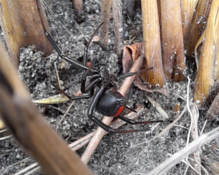 A katipo spider