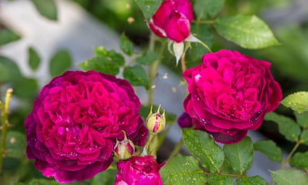 Maximum profit for rose growers with perfect climate