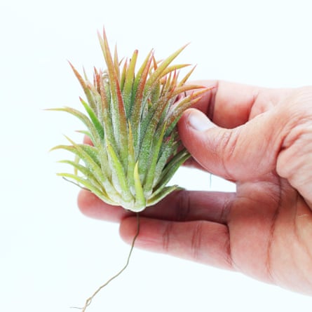 Tillandsia ionantha Mexico isolated against white background.