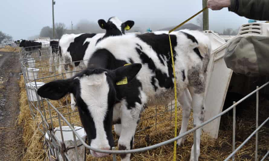 Animal Equality’s photograph shows calves penned in solitary hutches at Grange Dairy in East Chaldon, Dorset.
