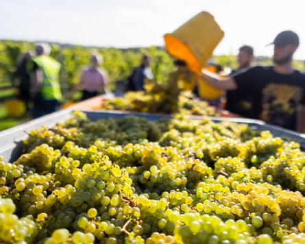 A worker empties freshly picked grapes in to crates at a Chapel Down Group vineyard in Maidstone, Kent.