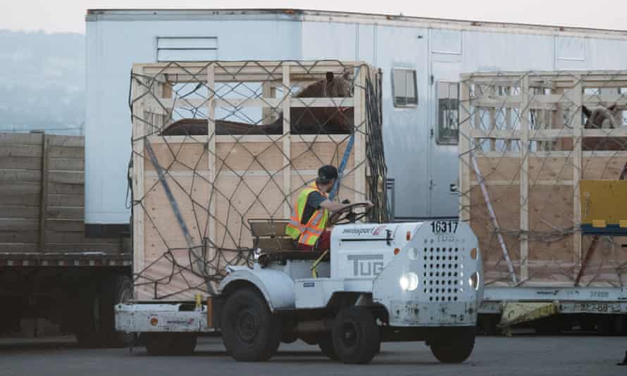 Horses in crates being prepared for shipment.