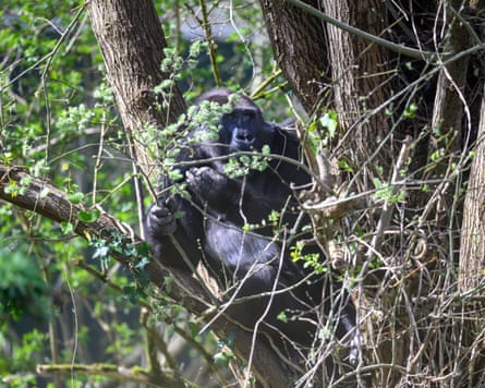 A gorilla in a tree