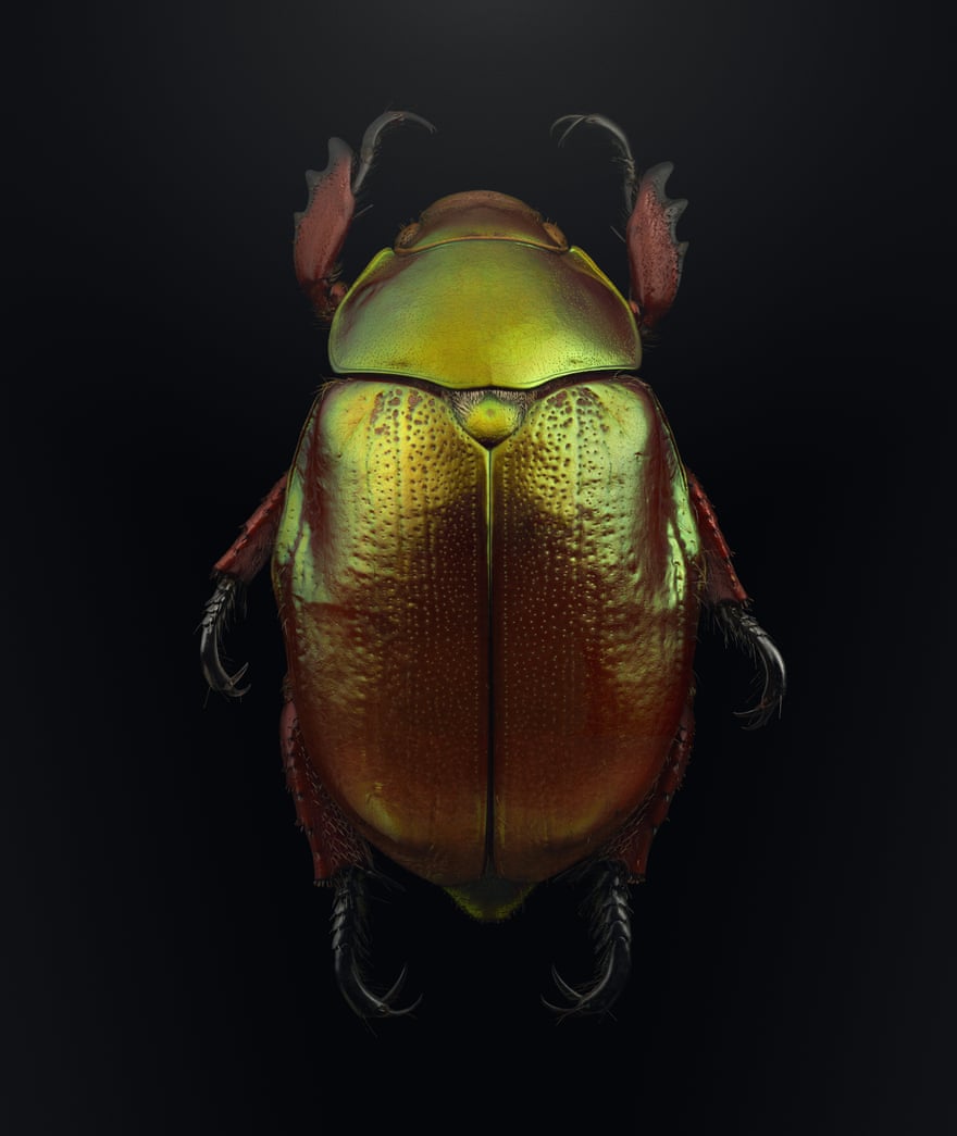 Christmas beetle (Anoplognathus viridiaeneus)