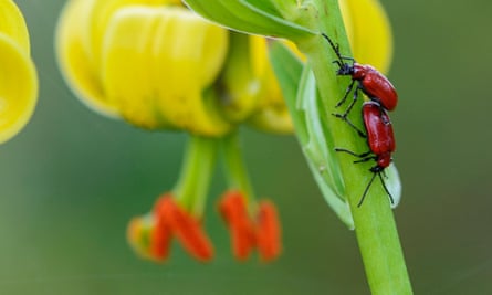 A pair of red lily beetles.