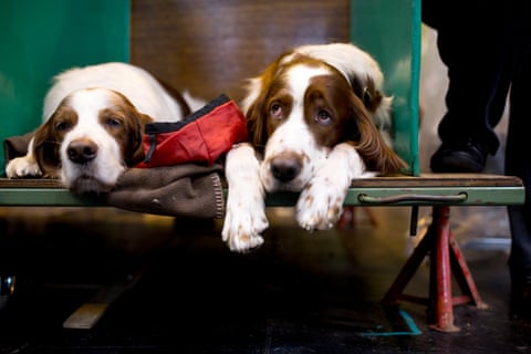 Rhett, nine, left, and Rhys, three, wait on the benches at Crufts