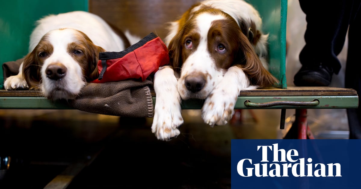 A Day in the Life of a Dog Essay - Examples & Papers a day in the life of a dog essay