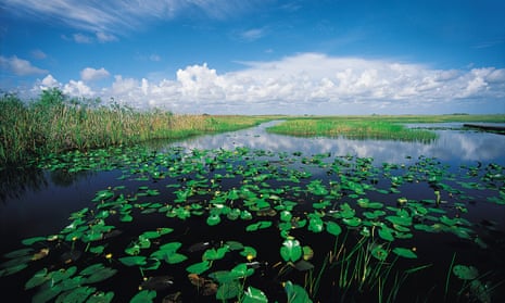 The Everglades in Florida is home to mangrove forests and cypress swamps housing alligators, orchids, storks, ibises, and threatened species.