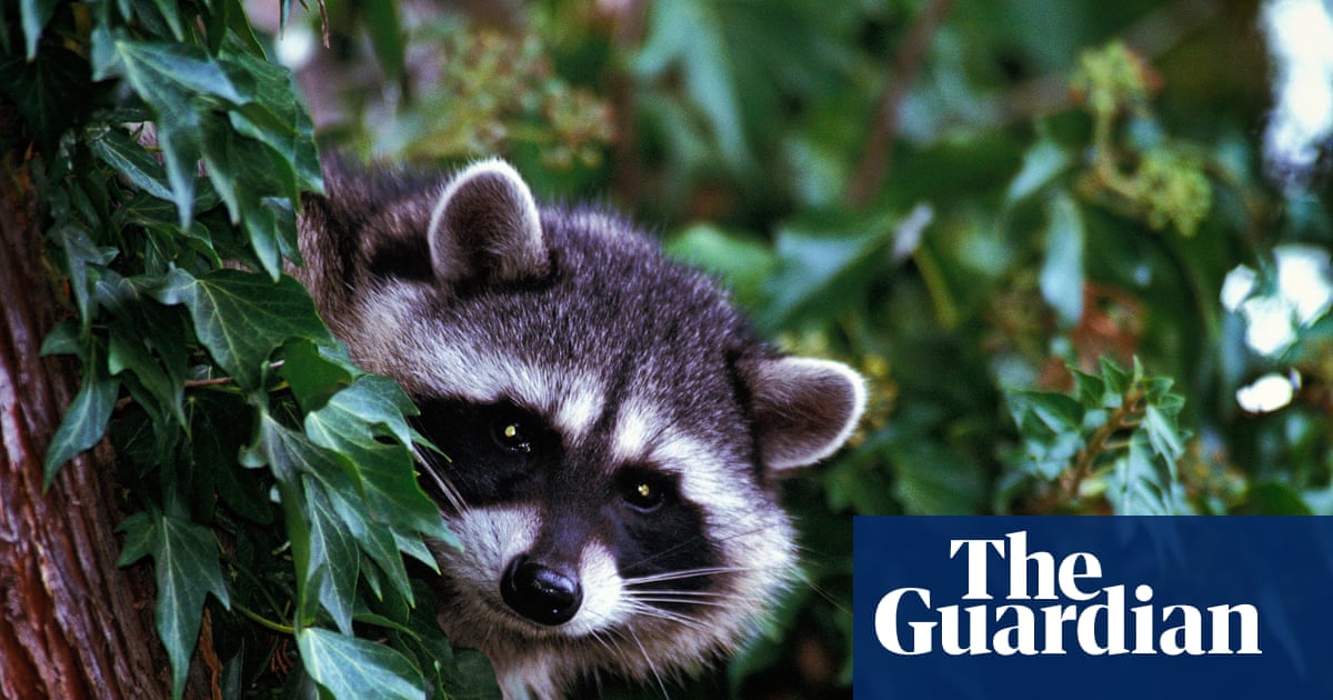 LA officials document first case of a rabid raccoon in more than 50 years