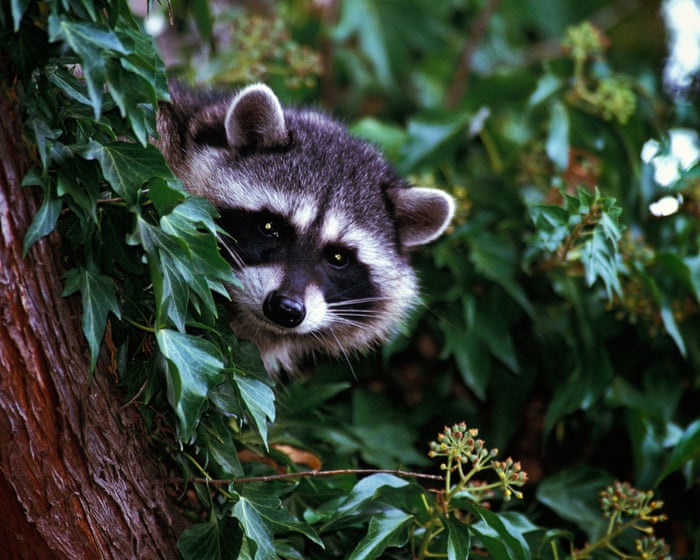 LA officials document first case of a rabid raccoon in more than 50 years