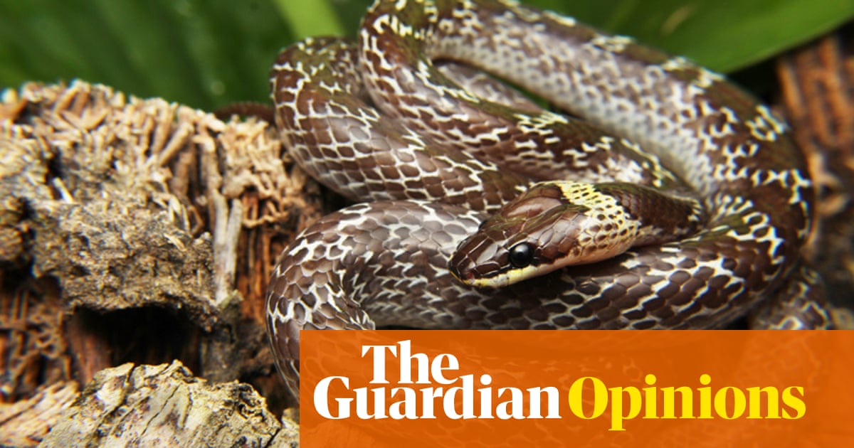 A Hydra With Many Heads Australia Needs Better Protection From