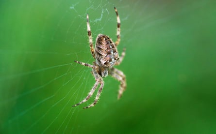 A garden spider