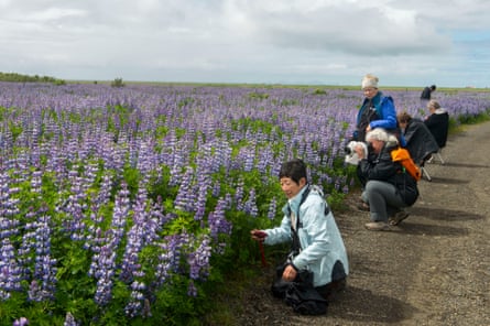 Six people next to a field of blue flowers. Some are photographing them