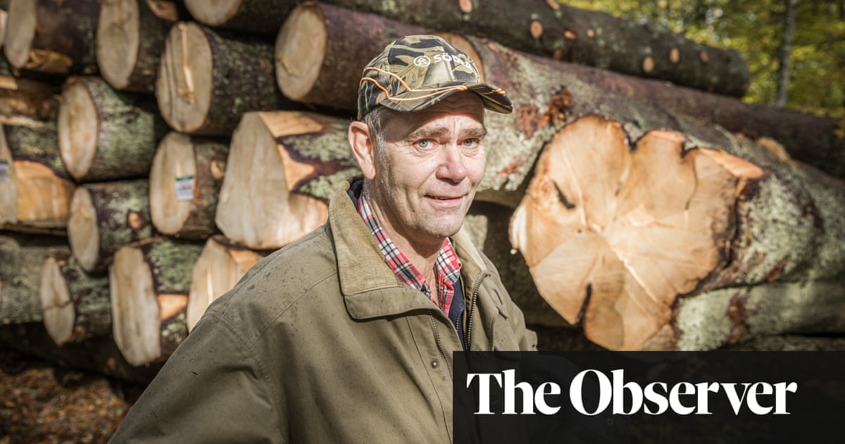 Sweden’s green dilemma: can cutting down ancient trees be good for the Earth?