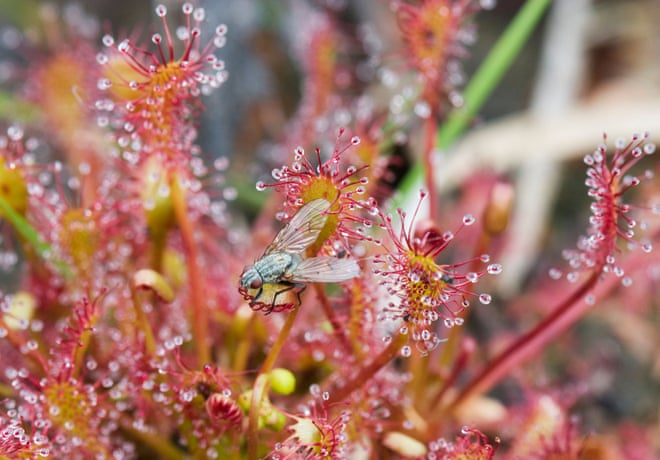Ten wildlife success stories to sing about in 2019 3594