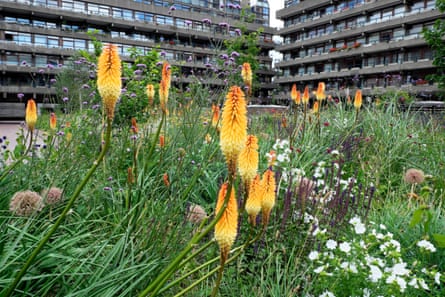 Planting with kniphofia in the Barbican Estate, City of London.