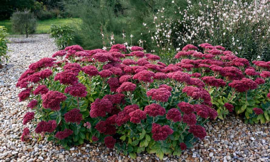 gardens alys fowler s top 25 indestructible plants gardens the guardian