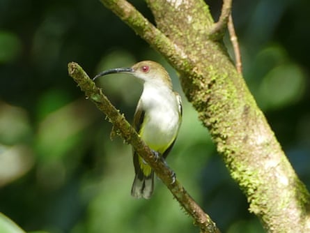 A small, white-breasted bird, with gray wings, a red eye, and a long curved bill longer than its head.