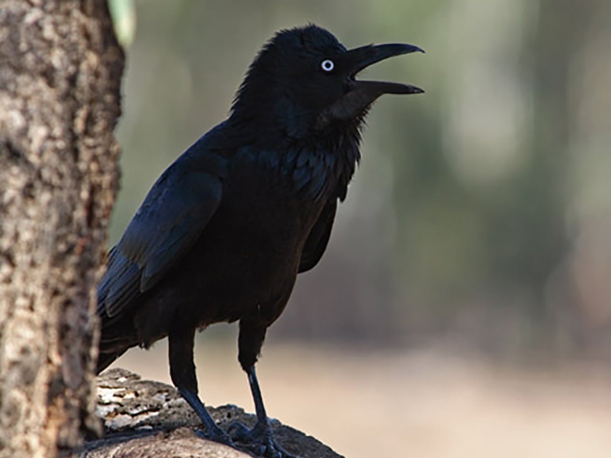 Warrior Trickster Messenger God The Raven Is The Best Of All Birds Van Badham Opinion The Guardian
