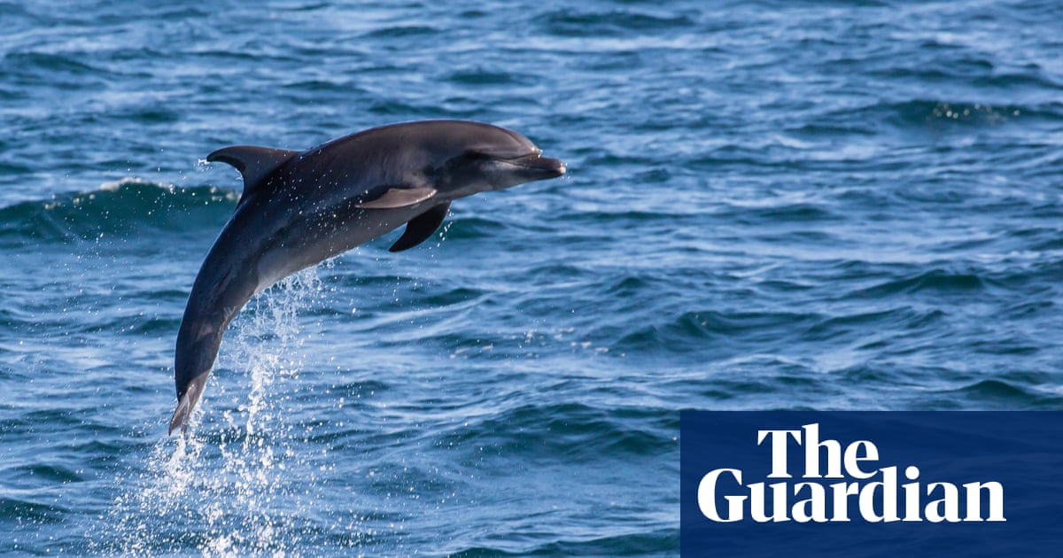 Dolphin seen near St Mark’s Square inspires Venetian rescue effort