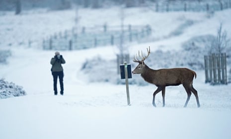 A red deer stag walks through the snow in Richmond Park, South West London.