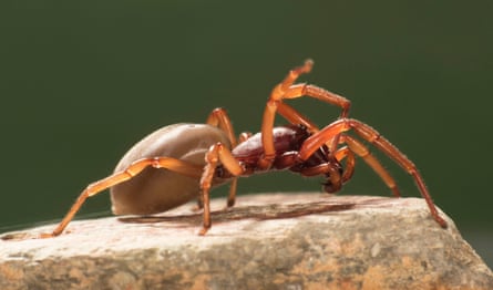 An orange-coloured woodlouse spider sits on a stone