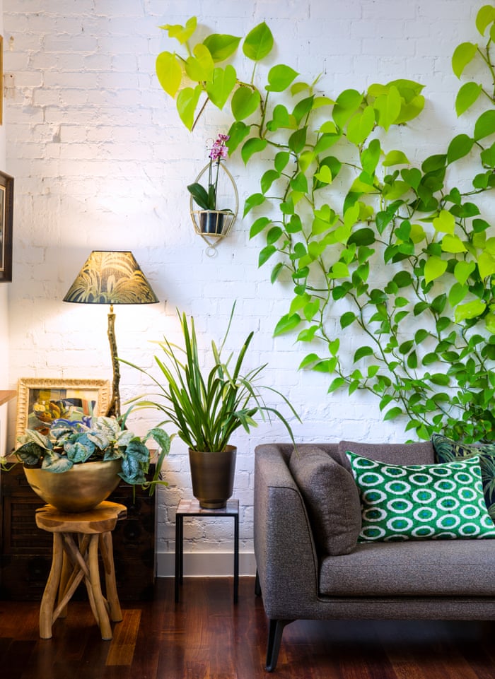 Houseplants Make Me Happy Jamie Song S Urban Jungle Life And