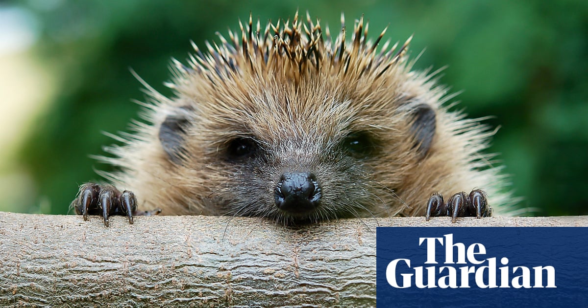 What links hedgehog, deer, lion and elephant? The Saturday quiz | Quiz and trivia games What links hedgehog, deer, lion and elephant? The Saturday quiz | Quiz and trivia games