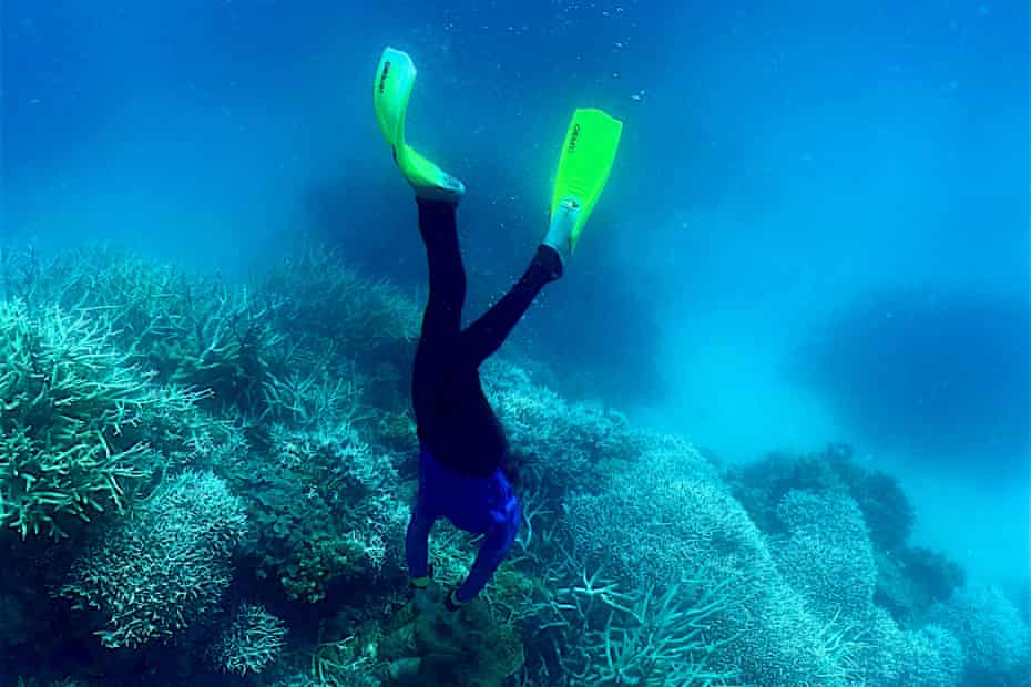 A diver swimming among bleached coral on the Great Barrier Reef, off the coast of the Australian state of Queensland.