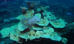 An image taken in the last week of coral bleaching at Heron Island, off Gladstone in the southern part of the Great Barrier Reef.