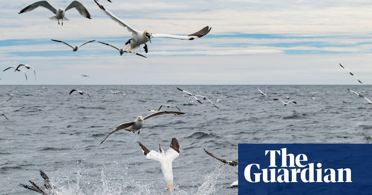 The Price of Green Energy: How a Windfarm Could Be Devastating Seabirds