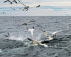 Save our seabirds from the huge windfarm due to be built near Bass Rock | Letter