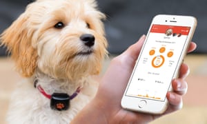 PitPat activity tracker