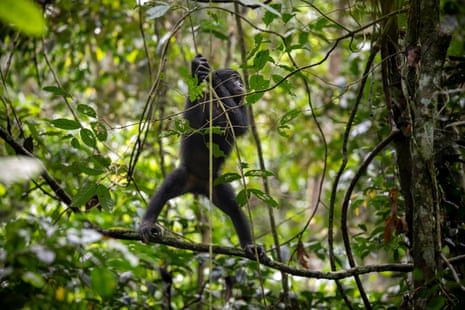 A bonobo stands on a vine in a forest