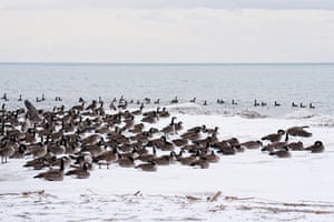 Toronto, CanadaA flock of Canadian geese are seen at Rouge Beach in Rouge National Urban Park, Ontario