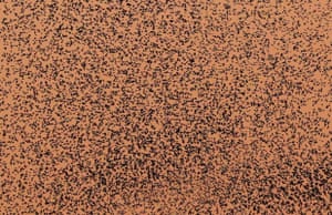 Uma murmuração enche o céu enquanto o sol se põe em Roma. Ornitólogos estimam que até 5 milhões de estorninhos descem na cidade italiana a cada inverno