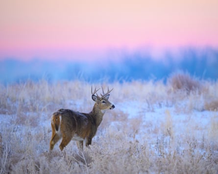 A white-tailed deer with antlers stands alert on the snow-covered prairie at dawn as pastel colours fill the sky