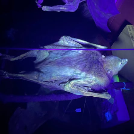A bat under under UV light.