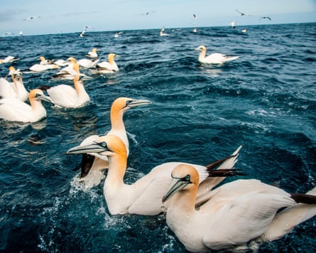 Northern gannets near their colony on the island of Noss in the Shetlands.