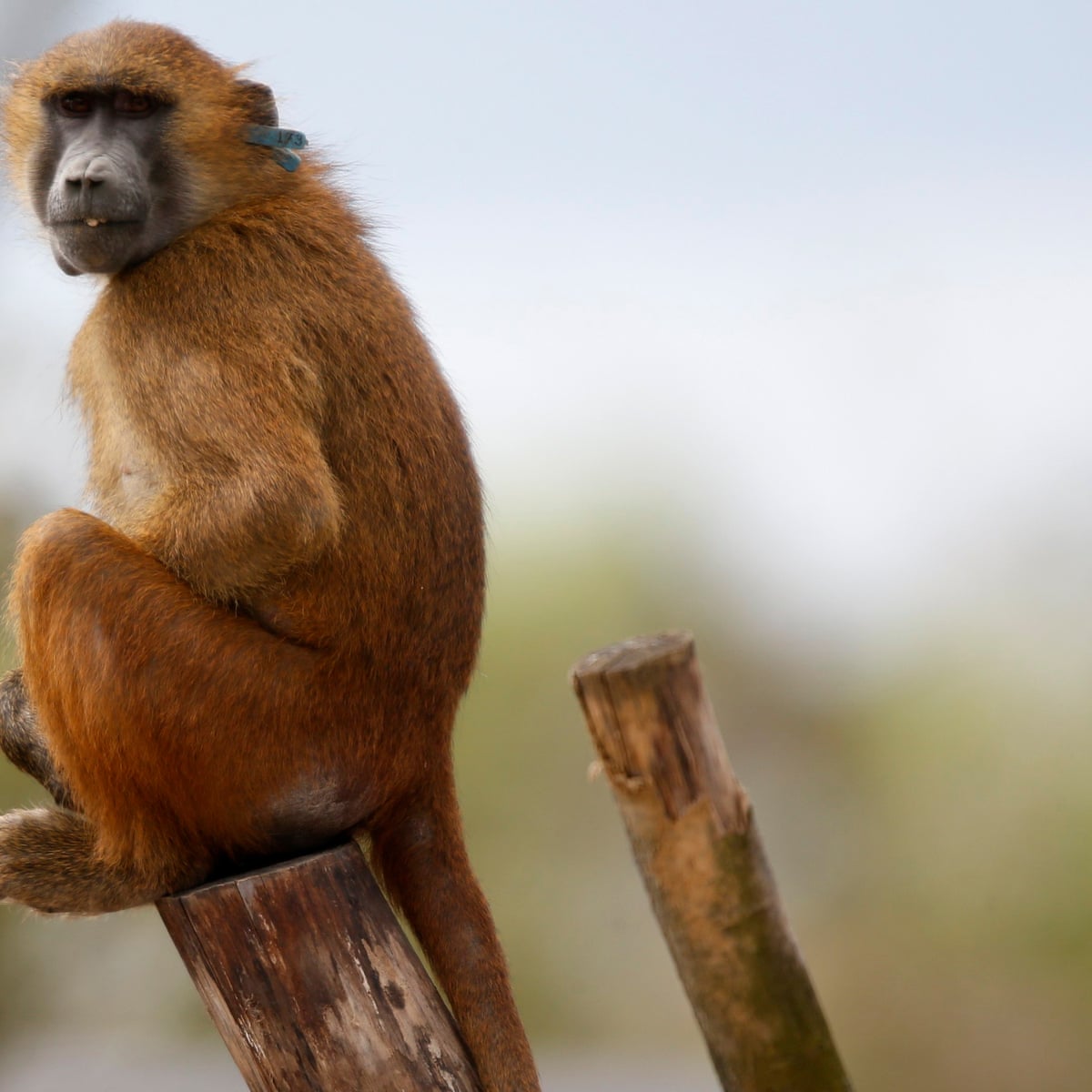 Paris zoo shut after 50 baboons escape | Paris | The Guardian