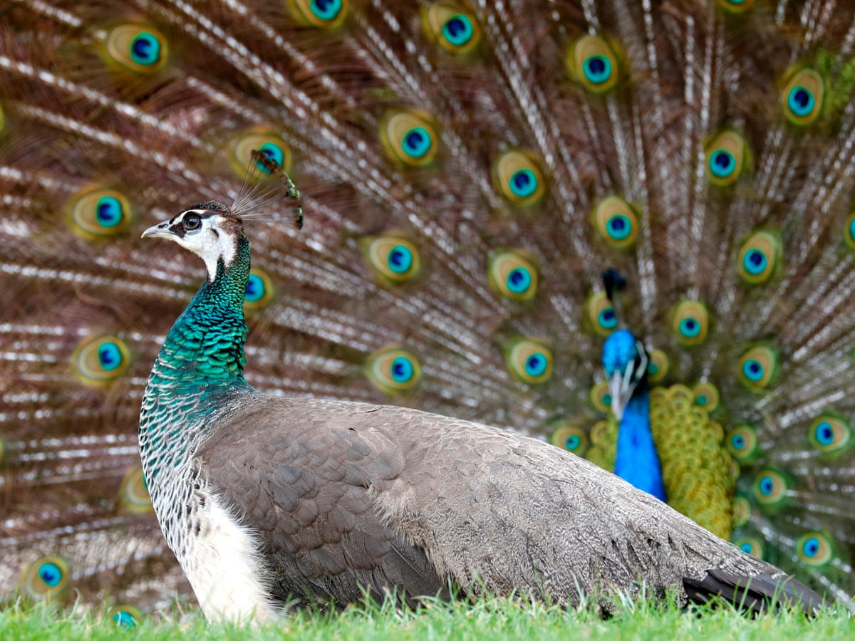 a peacock s tail how darwin arrived at his theory of sexual selection charles darwin the guardian