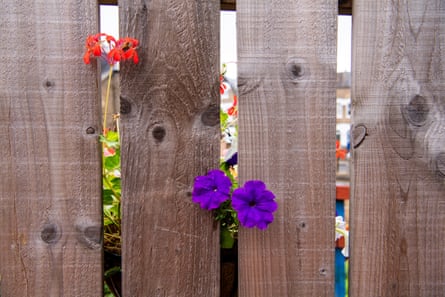 flowers sticking out over the fence