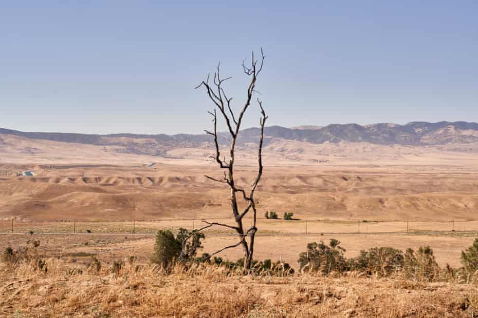 A burned tree from a wildfire at the proposed site of Centennial in northern Los Angeles county.