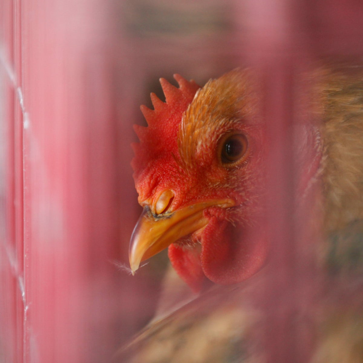 China confirms first ever human case of H7N4 bird flu | China | The Guardian China confirms first ever human case of H7N4 bird flu | China | The Guardian