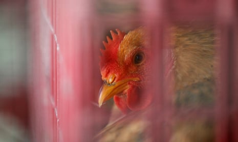 China has confirmed first ever human case of H7N4 bird flu