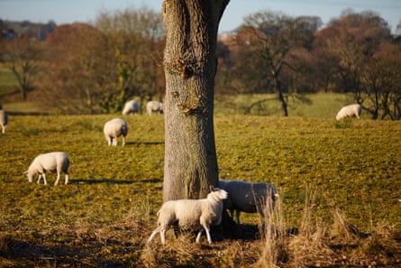 Sheep sheltering underneath the tree as the late autumn sun sets, 20 November