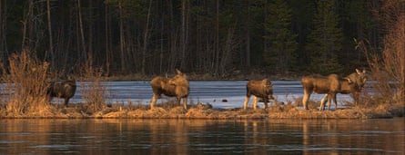 Moose in Junsele, Sweden, during preparations for the The Great Moose Migration.