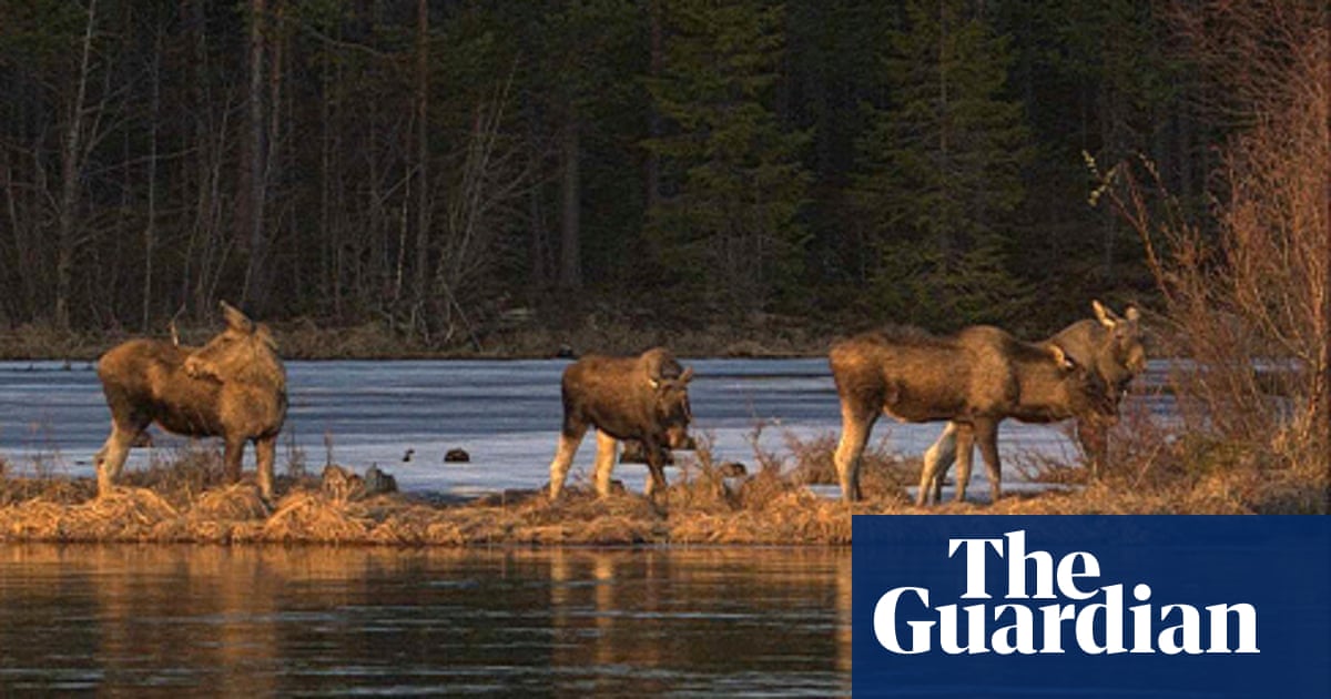 Sweden's Great Moose Migration live stream ends after 478 hours' viewing
