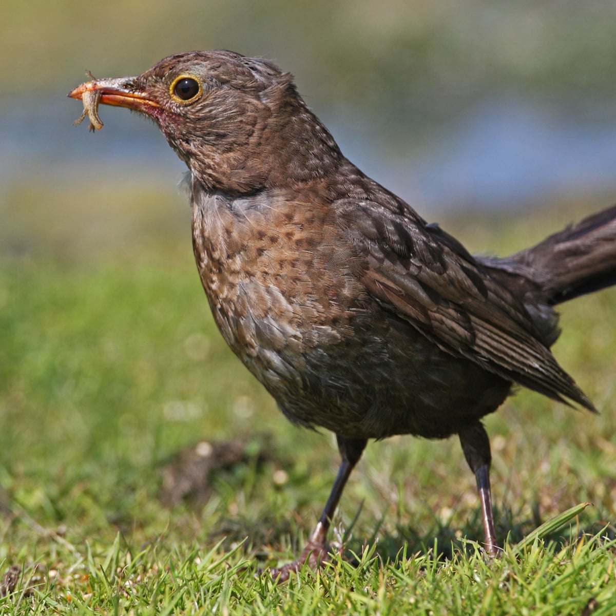 Newt Sandwich For A Baby Bird Amphibians The Guardian Newt Sandwich For A Baby Bird Amphibians The Guardian